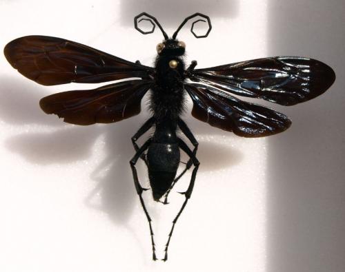 Diplonyx campanulatus
